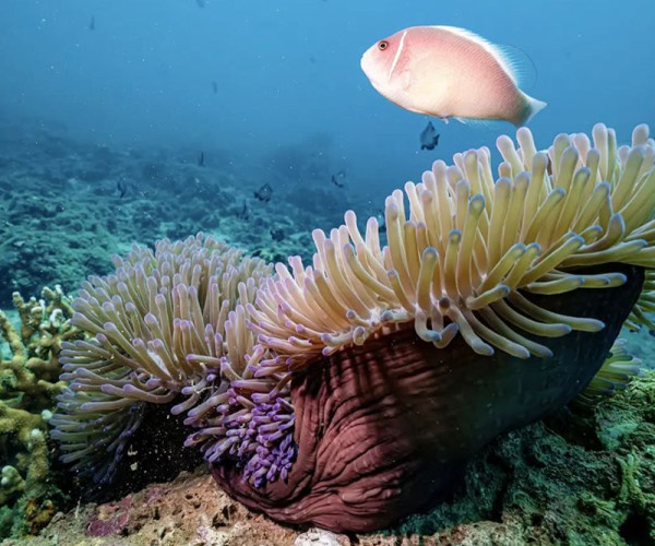 Quy Nhon Diving